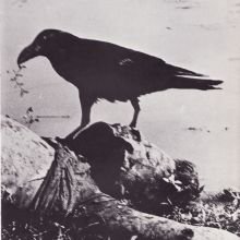 Bangladesh: A Brutal Birth - Kishor Parekh